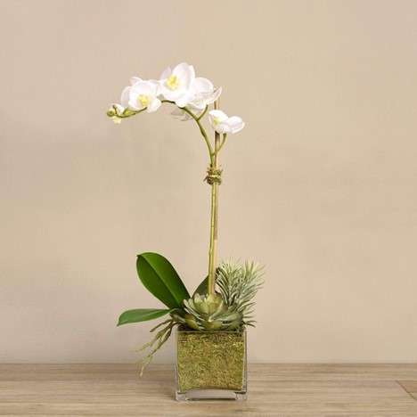 BLOOMR زهرة أوركيد صناعية مع نبات عصاري
